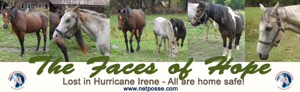 Hurricane Irene Horses found in NY irene3collagefound copy 2.jpg